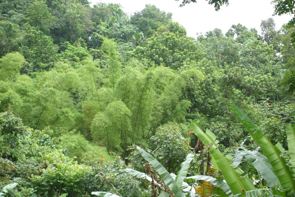 Lush foliage everywhere
